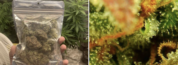 Auto Super OG Kush – planta robusta com resina abundante e aroma clássico Kush
